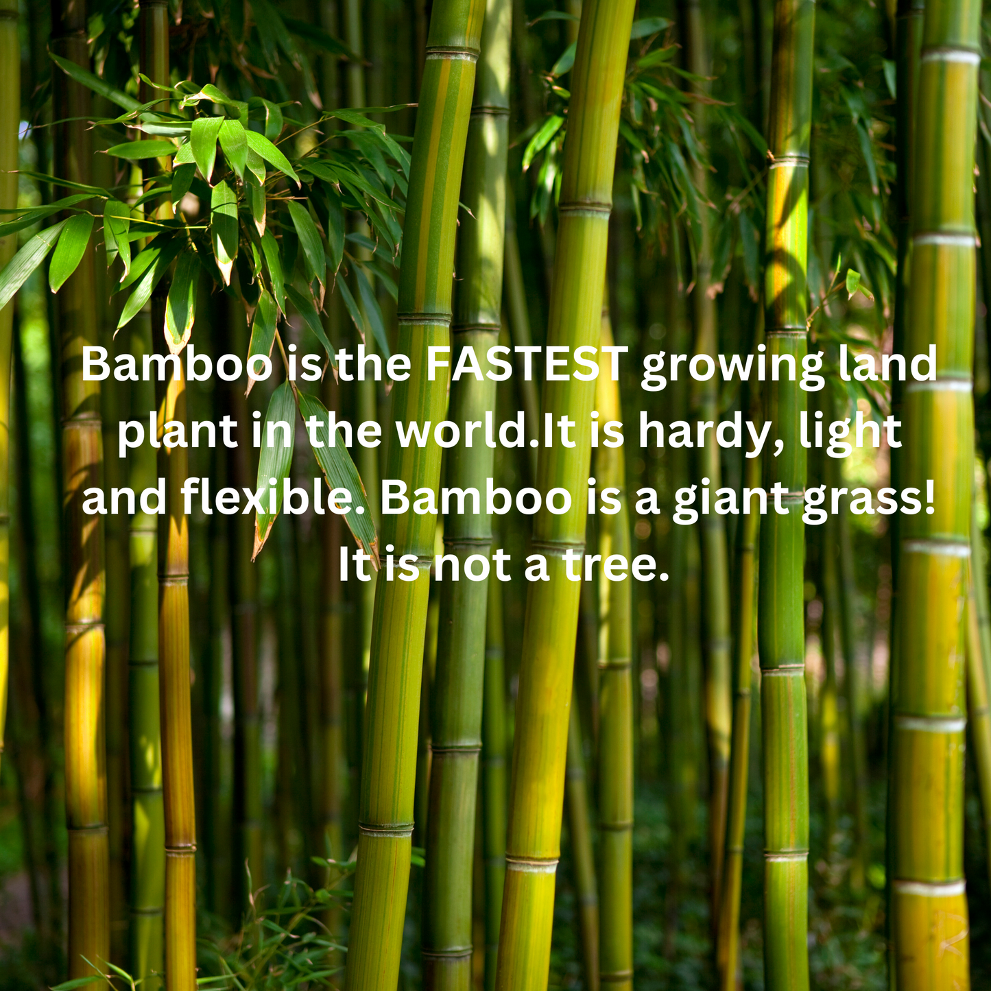 Bamboo Box- 6"