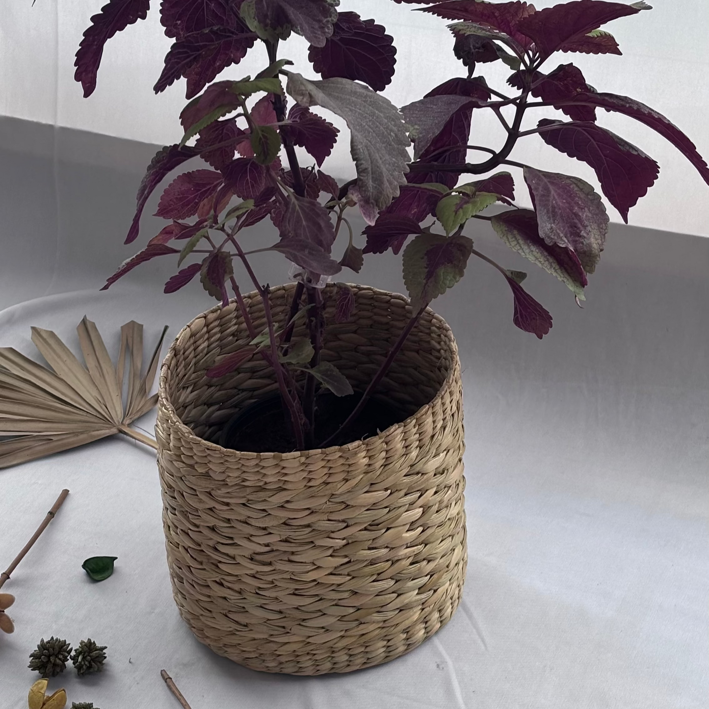 Seagrass Sage Planter 8"