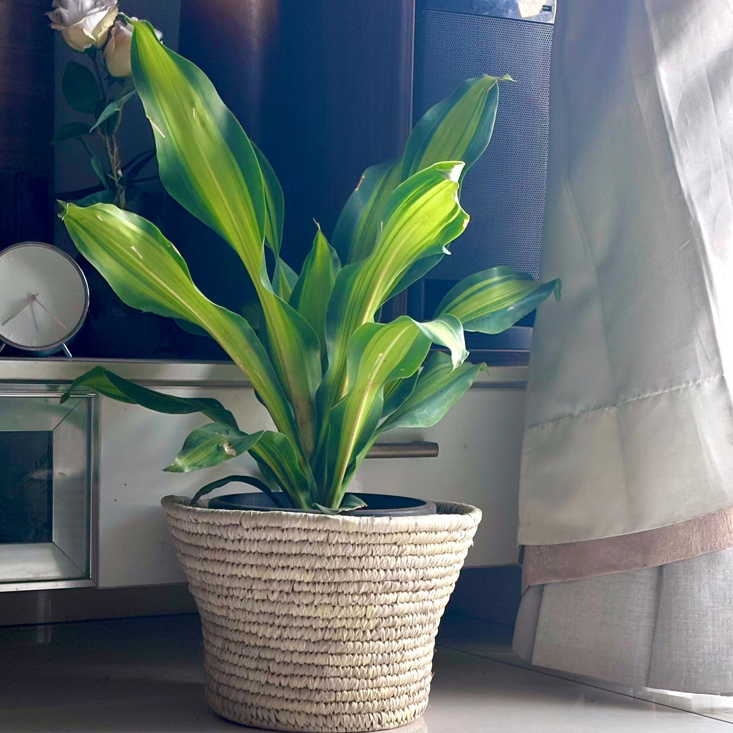 Handwoven Natural Fiber Planter 8"