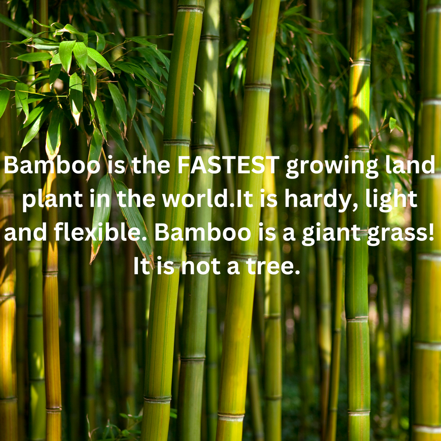 Bamboo Planter With Wooden Legs
