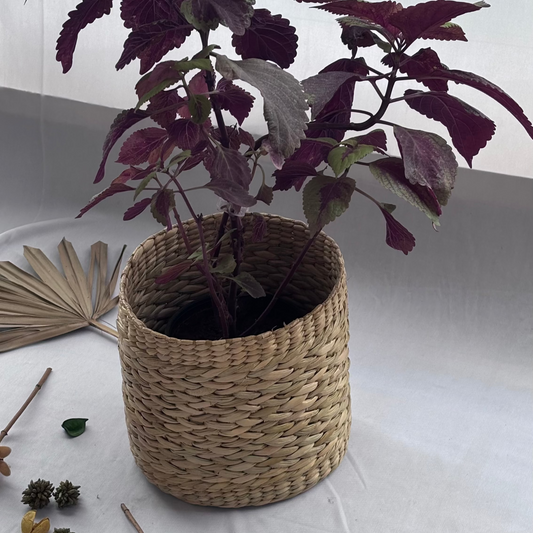 Seagrass Sage Planter 8"