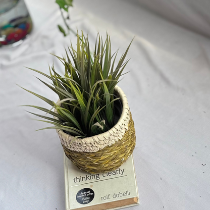 Handwoven Natural Fiber Desk Planter-4"